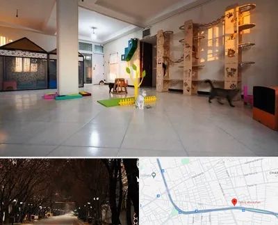 پانسیون گربه در ابوریحان تبریز