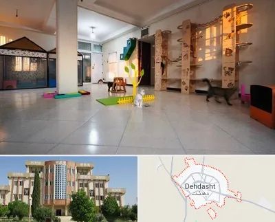 پانسیون گربه در دهدشت