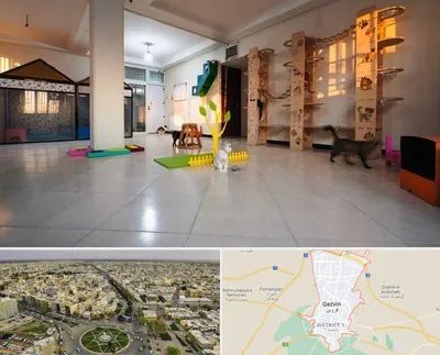 پانسیون گربه در قزوین