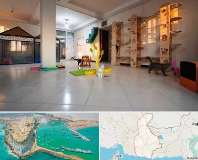پانسیون گربه در سیستان و بلوچستان