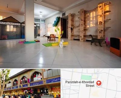 پانسیون گربه در 15 خرداد