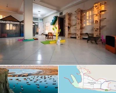 پانسیون گربه در چابهار