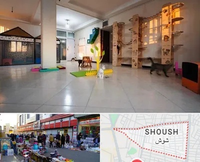 پانسیون گربه در شوش