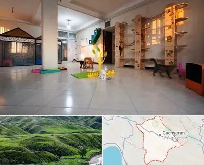 پانسیون گربه در گچساران
