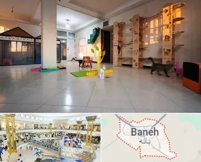 پانسیون گربه در بانه