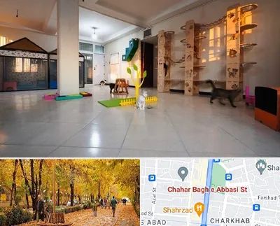 پانسیون گربه در چهارباغ اصفهان 