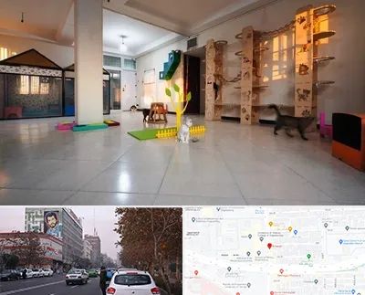 پانسیون گربه در کارگر شمالی 