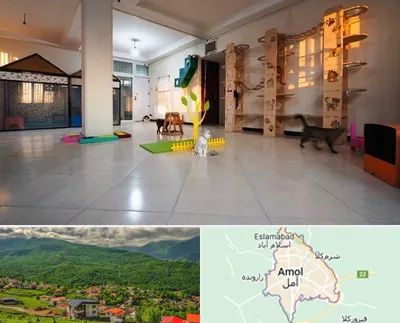 پانسیون گربه در آمل