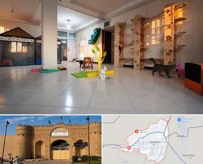 پانسیون گربه در ایرانشهر