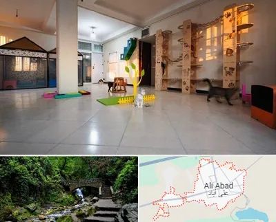 پانسیون گربه در علی آباد کتول