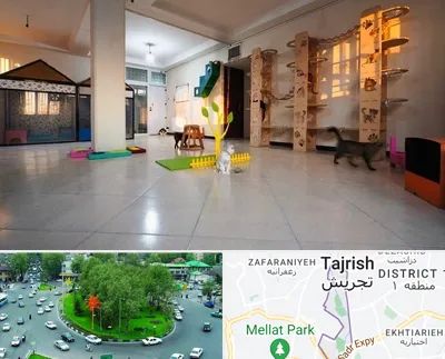 پانسیون گربه در تجریش 