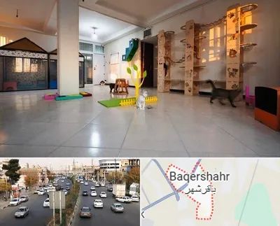 پانسیون گربه در باقرشهر