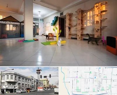 پانسیون گربه در 17شهریور