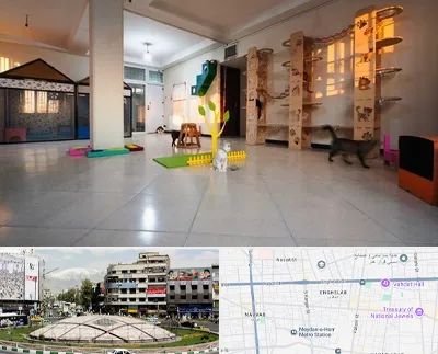 پانسیون گربه در مرکز تهران