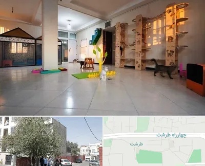 پانسیون گربه در طرشت
