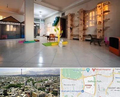 پانسیون گربه در گیشا 