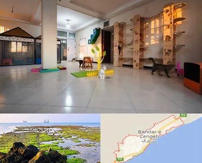 پانسیون گربه در بندرلنگه
