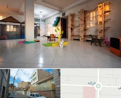 پانسیون گربه در خزانه