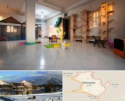 پانسیون گربه در ملایر