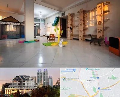 پانسیون گربه در فرشته 