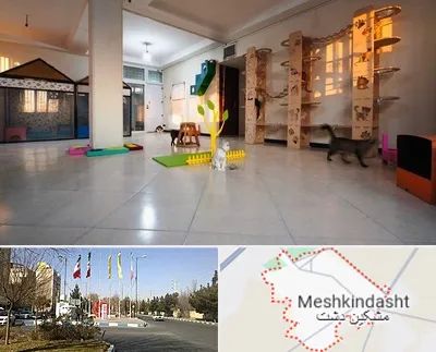 پانسیون گربه در مشکین دشت