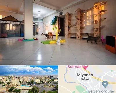 پانسیون گربه در میانه