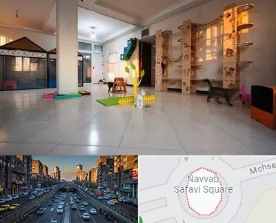 پانسیون گربه در نواب 