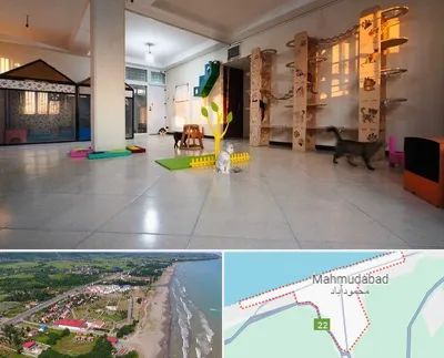 پانسیون گربه در محمودآباد