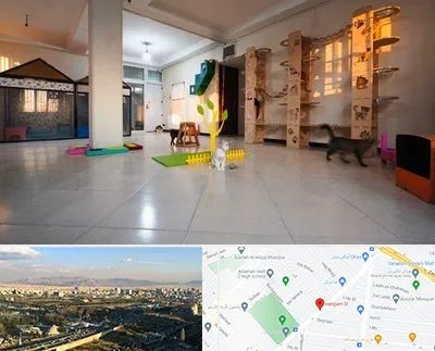 پانسیون گربه در هنگام 