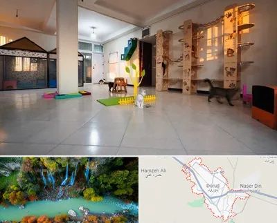پانسیون گربه در دورود