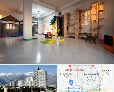 پانسیون گربه در شهرک غرب 