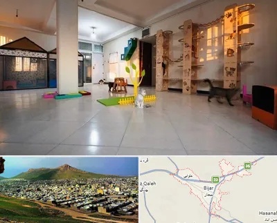 پانسیون گربه در بیجار