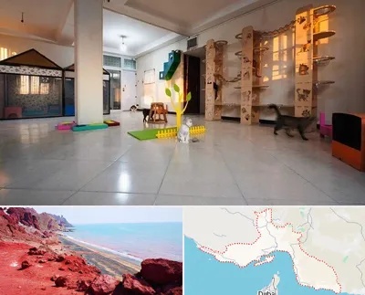 پانسیون گربه در هرمزگان