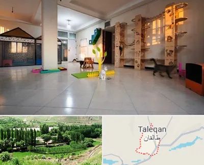 پانسیون گربه در طالقان