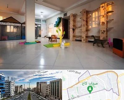 پانسیون گربه در سعادت آباد 