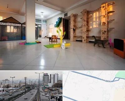 پانسیون گربه در بلوار ارتش