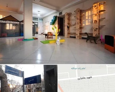 پانسیون گربه در سی متری جی