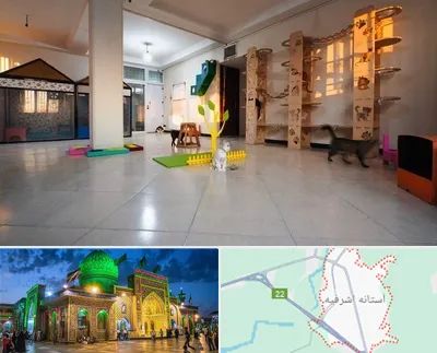 پانسیون گربه در آستانه اشرفیه