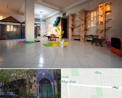 پانسیون گربه در بریانک