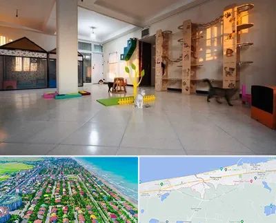 پانسیون گربه در فریدونکنار