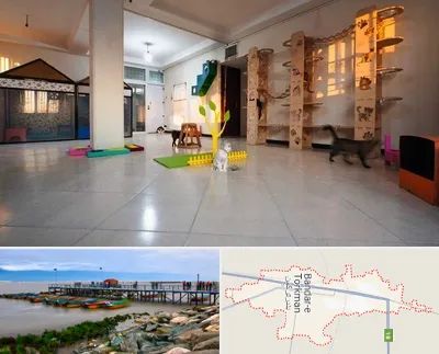 پانسیون گربه در بندر ترکمن