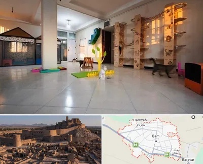 پانسیون گربه در بم