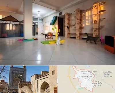 پانسیون گربه در تربت جام