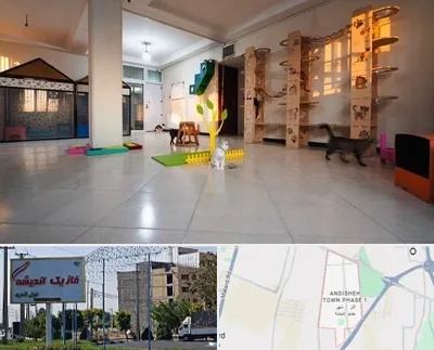 پانسیون گربه در فاز یک اندیشه