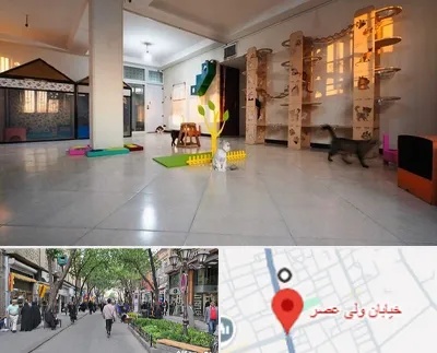 پانسیون گربه در ولیعصر شهریار