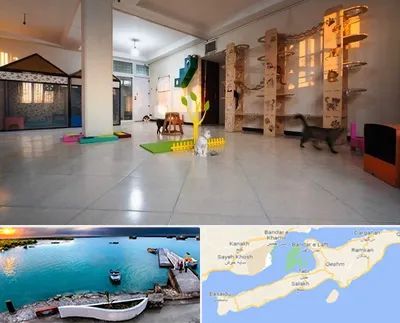 پانسیون گربه در قشم