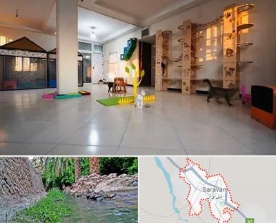 پانسیون گربه در سراوان