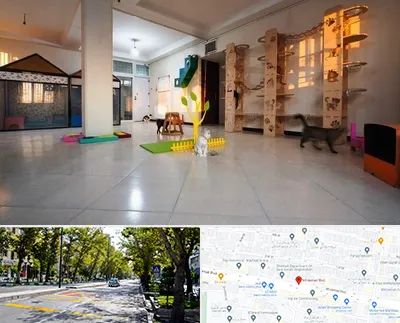 پانسیون گربه در میرداماد 