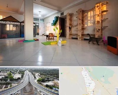 پانسیون گربه در اندیمشک