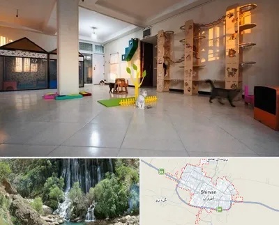 پانسیون گربه در شیروان